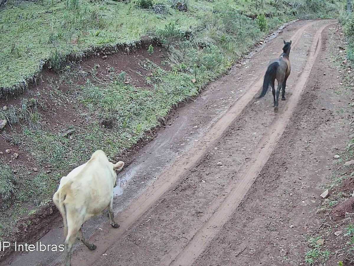 Uma vaca e um cavalo na estrada de terra, cada um com a moldura “Animal” marcada pela IA